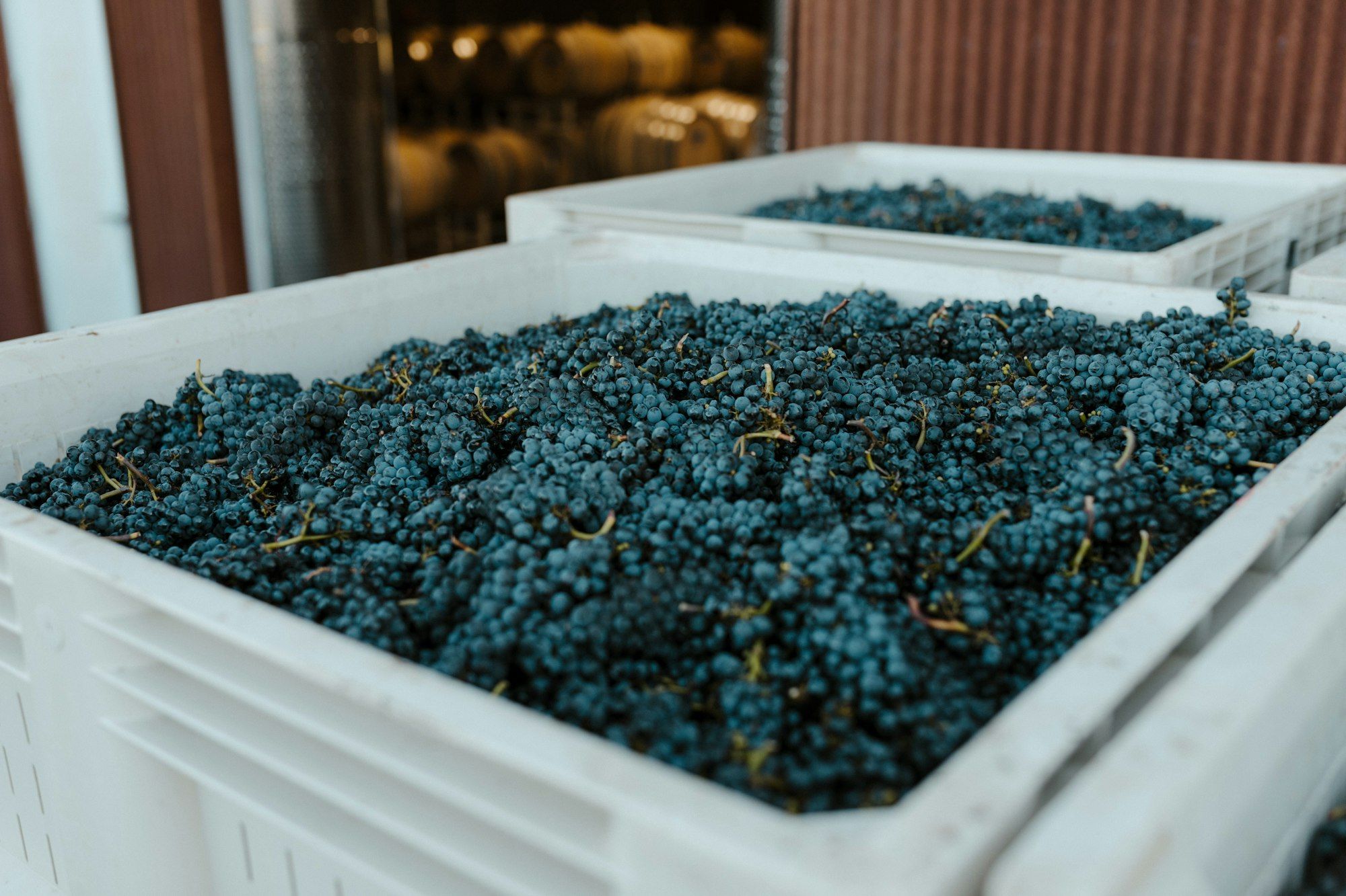 Freshly picked bunches of dark wine grapes piled into harvest bins during vintage